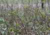 Yellow Root - nativegroundcovering shrub with small purple flowers in the spring ©Krzysztof Ziarnek