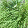 Solomon's Seal 'Prince Charming' looks striking if combined with sedges (Carex) ©Intrinsic Perennial Gardens