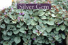 Viola walterii 'Silver Gem' - small ground covering perennial for half shade or dappled shade ©North Creek Nurseries