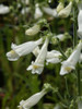 Hairy Beardtongue 'Albus' - versatile and adaptable perennial ©US Perennials