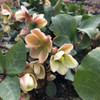 Helleborus 'Ivory Prince' - evergreen harbinger of the spring ©US Perennials
