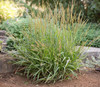 Calamagrostis x 'Cheju-Do' - easy and low maintenance grass with great fall color ©Stonehouse nursery