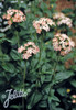 Salmon Pink Maltese Cross - old-fashioned perennial for average to drained soil ©Jelitto