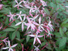 Indian Physic 'Pink Profusion' - long-lived perennial for partial shade ©Mt. Cuba