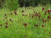 Sanguisorba officinalis - Burnet - showy perennial for naturalizing ©Lumaca