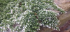 Aster ericoides 'Snow Flurry' - groundcovering carpeting fall aster ©Herba Grata