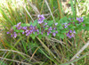 Lespedeza violacea - tough native perennial with excellent support to pollinators, butterflies and some birds ©Mason Brock