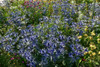 Eryngium 'Big Blue' - perennial for sunny and dry garden ©Peter Korn