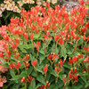 Spigelia 'Ragin Cajun' - long-lived selection of southeastern native perennial ©Walters Gardens