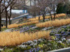 Hakone Grass - golden color last from the fall till the spring, or until you cut the stems down ©Austin Eisheid Garden Design