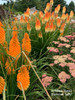 Yarrow 'Sassy Summer Taffy' with Kniphofia - great cut flower and easy perennial ©Walters Gardens