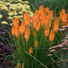 Kniphofia 'Orange Blaze' - exotic looking and zone 5b hardy perennial for sunny garden ©Walters Gardens