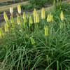 Red Hot Poker 'Flashpoint' - robust and vigorous perennial for the middle of the sunny border ©Walters Gardens