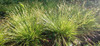 Carex bromoides - groundcovering and weed suppressing sedge for half shade or moist soil ©Herba Grata