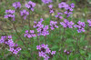 Verbena canadensis - native perennial for average to dry soils ©Eric in SF