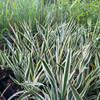 Yucca 'Ivory Towers' - proven deer and rabbit resistant plant ©US Perennials