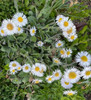 Erigeron pulchellus 'Lynnhaven Carpet' - adaptable ground covering perennial for the front of the flower bed or naturalization ⒸKelly Norris