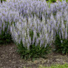 Salvia nemorosa 'Perfect Profusion' - strong-reblooming and deer and rabbit resistant perennial ⒸWalters Gardens