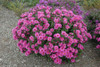 New England Aster 'Vibrant Dome' - compact cultivar of a native wildflower ©Must Have Perennials