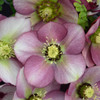 Helleborus 'Paris in Pink' - shade, half shade, woodland or woodland edge perennial ⒸWalters Gardens