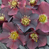 Helleborus 'Rome in Red' - deer and rabbit resistant perennial for half shade or shade garden ⒸWalters Gardens