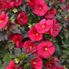 Hibiscus 'Mars Madness' - very showy summer blooming perennial ©Walters Gardens