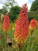 Kniphofia hirsuta ('Fire Danse' is more compact selection of it) - exotic and one of the most hardy red hot pokers ©Zenwort