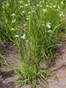 Snowy Wood Rush - upright shade loving grass with significant ornamental flowers ©Agnieszka Kwiecień, Nova