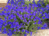 Austrian Speedwell 'Crater Lake Blue' - perennial with gentian blue flowers ⒸTom Fischer