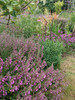 Hedge Germader (T. x lucydris) looks great in a sunny edges, rock gardens, drier beds and can be planted in little hedges ©Andrew Graber-Slater