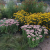 Sedum 'Autumn Joy' - reliable top performer for sunny garden ©US Perennials