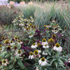 Panicum 'Prairie Dog' in Roy Diblik's plantings in nice combo with Echinacea 'Alba' and oregano 'Herrenhousen' ©US Perennials