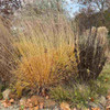 Molinia 'Heidebraut' - upright ornamental grass with nice fall color  ©Brent Horvath