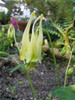 Aquilegia canadensis 'Corbett' - versatile perennial for sun, half shade or light shade ©KENPEI