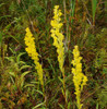 Bog Goldenrod - narrow and upright late blooming perennial ©Kristl Walek