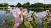 Hibiscus moscheutos - perennial that loves moisture, but will grow in average garden conditions too ©Dan Keckr