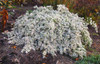 Heath Aster 'Bridal Veil' - low cascading fall aster for sunny and pollinator garden ©Chicago Botanic Garden