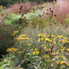 Sweet Coneflower - Rudbeckia 'Little Henry' in naturalistic garden designed by Andrew Marrs Garden Design ©US Perennials