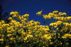 Cutleaf Coneflower - Rudbeckia 'Autumn Sun' - long blooming summer perennial ©John J. Mosesso