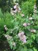 Kankakee Mallow - Iliamna remota - long flowering perennial