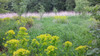 Bog Spurge  Euphorbia palustris deer resistant perennial for clay soil