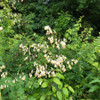 Thalictrum dasycarpum - Purple Meadow Rue is  perennial for sun, half shade or light shade and is supportive to several species of moths too