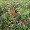 Silene regia - Royal Catchfly - native wildflower  in prairie planting