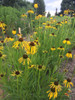 Echinacea paradoxa - Bush's Coneflower - drought tolerant perennials