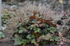 Heuchera 'Bronze Wave' - long lived heuchera - coral bells