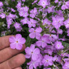 Phlox Bouquet Rose - spring perennials