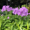 Phlox Bouquet Rose - spring perennials