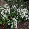 Aster divaricatus - Eurybia divaricata - White Wood Aster - one of top five perennial asters for our gardens