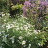 Boltonia asteroides 'Snowbank' - White doll's daisy (False aster) - upright perennial, nativar with grayish leaves and aster flower at the end of the season and no need to staking
