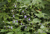 Caryopteris divaricata - Bluebeard - interesting perennial from Himalaya, adaptable and drough tolerant plant